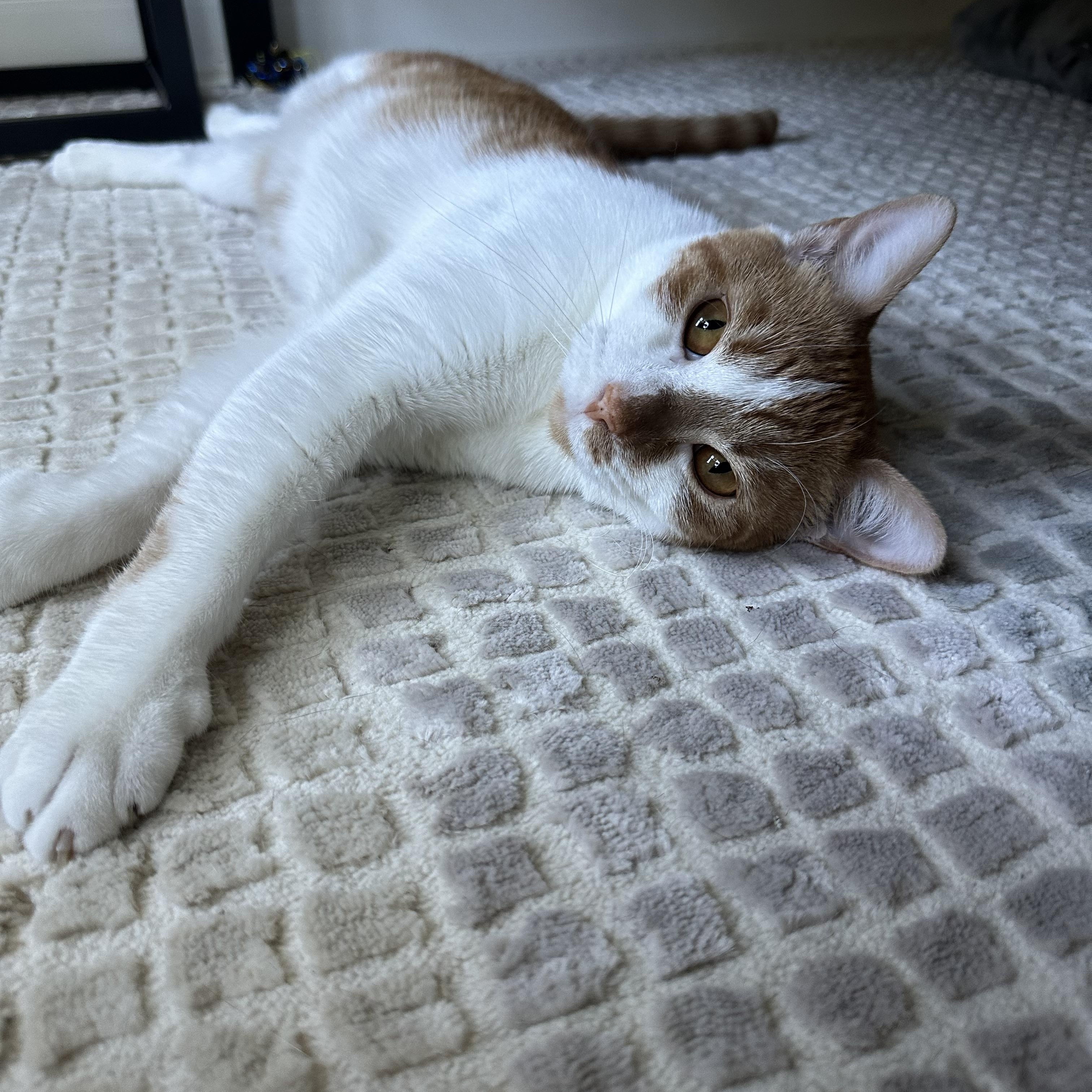 Enlarge Grainger, a Adoptable Domestic Short Hair in Savannah, GA image 4/6