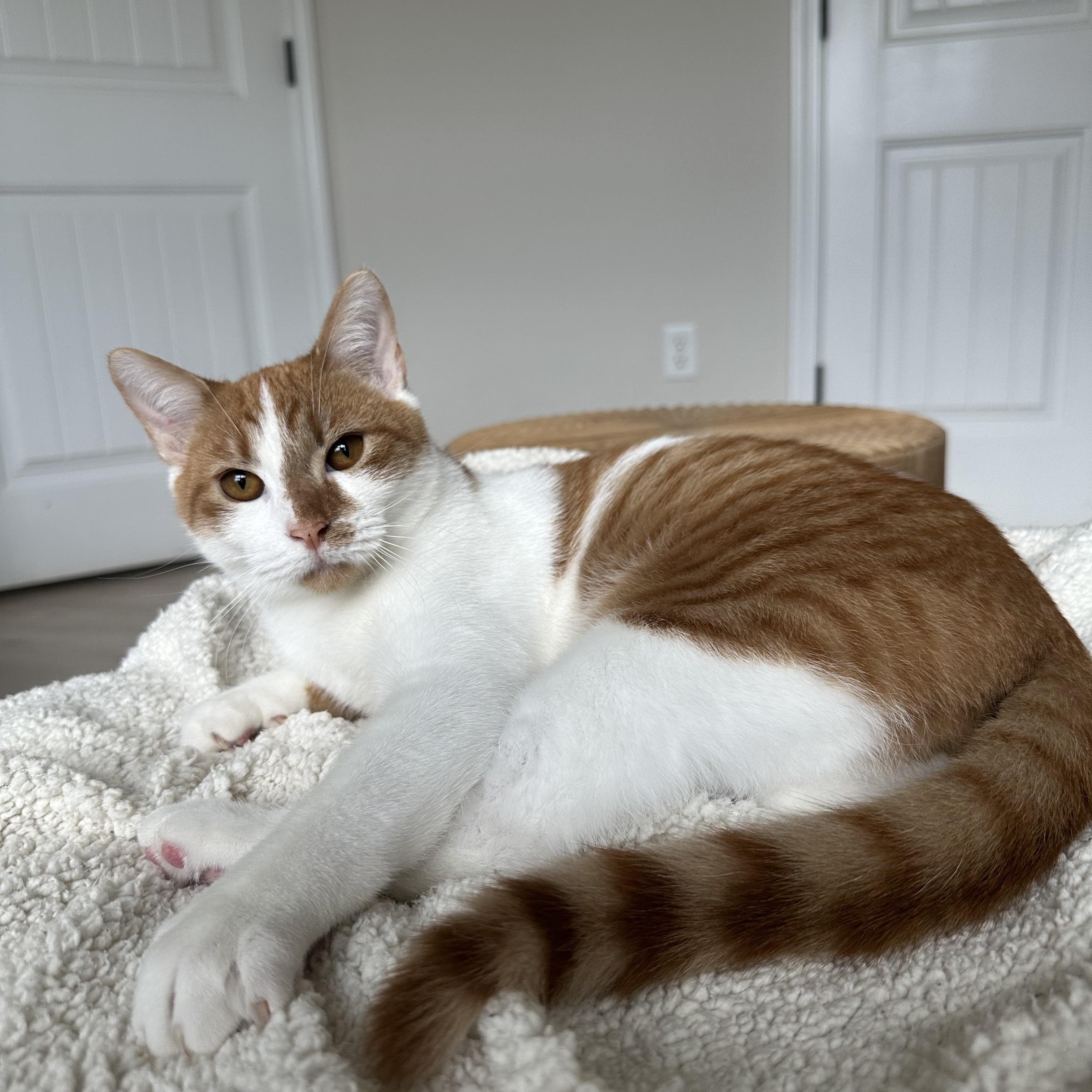 Enlarge Grainger, a Adoptable Domestic Short Hair in Savannah, GA image 5/6