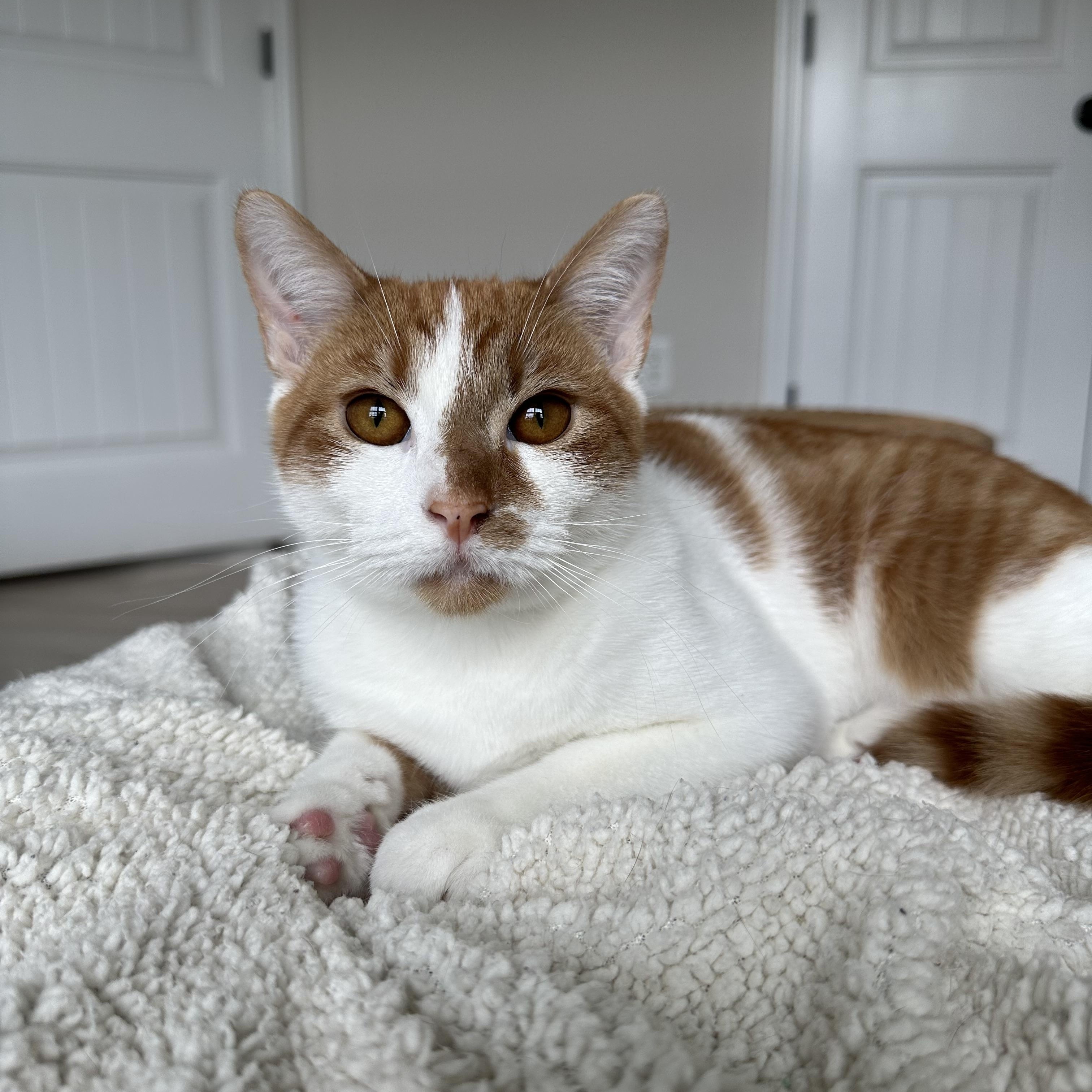 Enlarge Grainger, a Adoptable Domestic Short Hair in Savannah, GA image 6/6