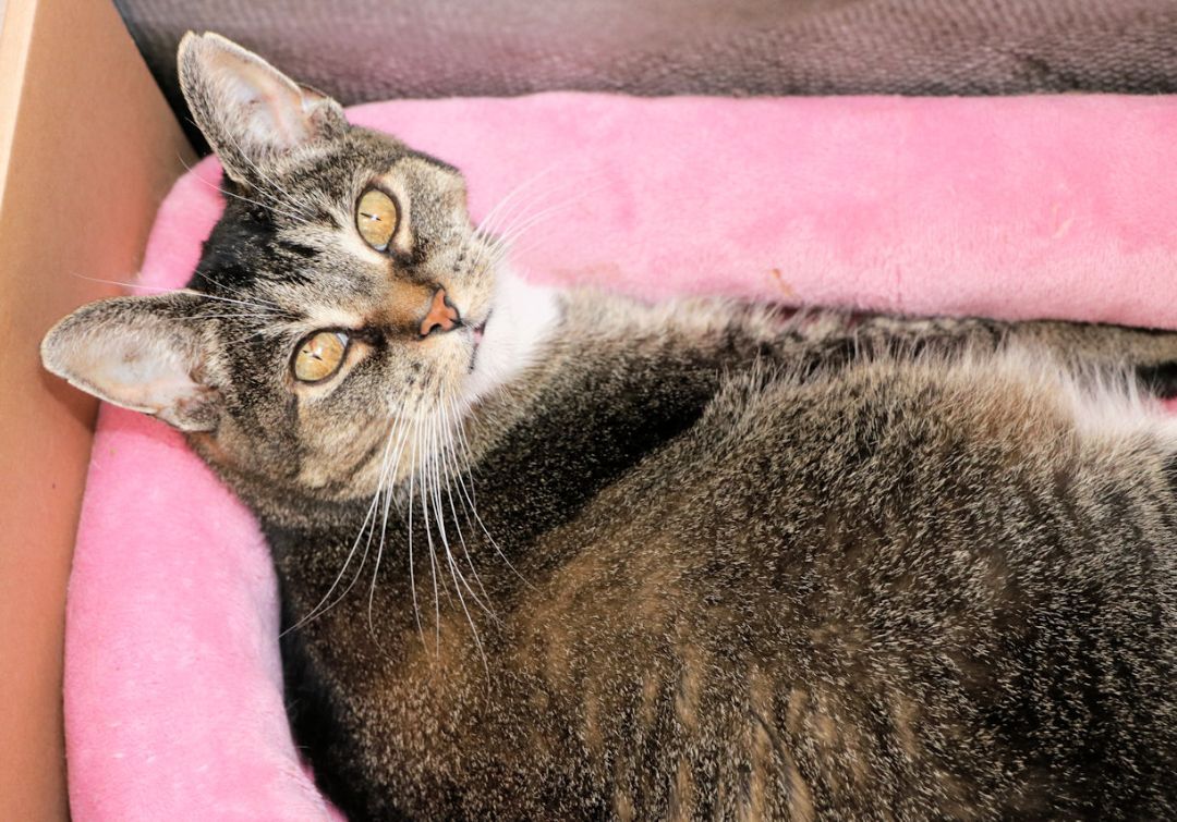 Enlarge Poppy, a Adoptable Domestic Short Hair in Cincinnati, OH image 1/6