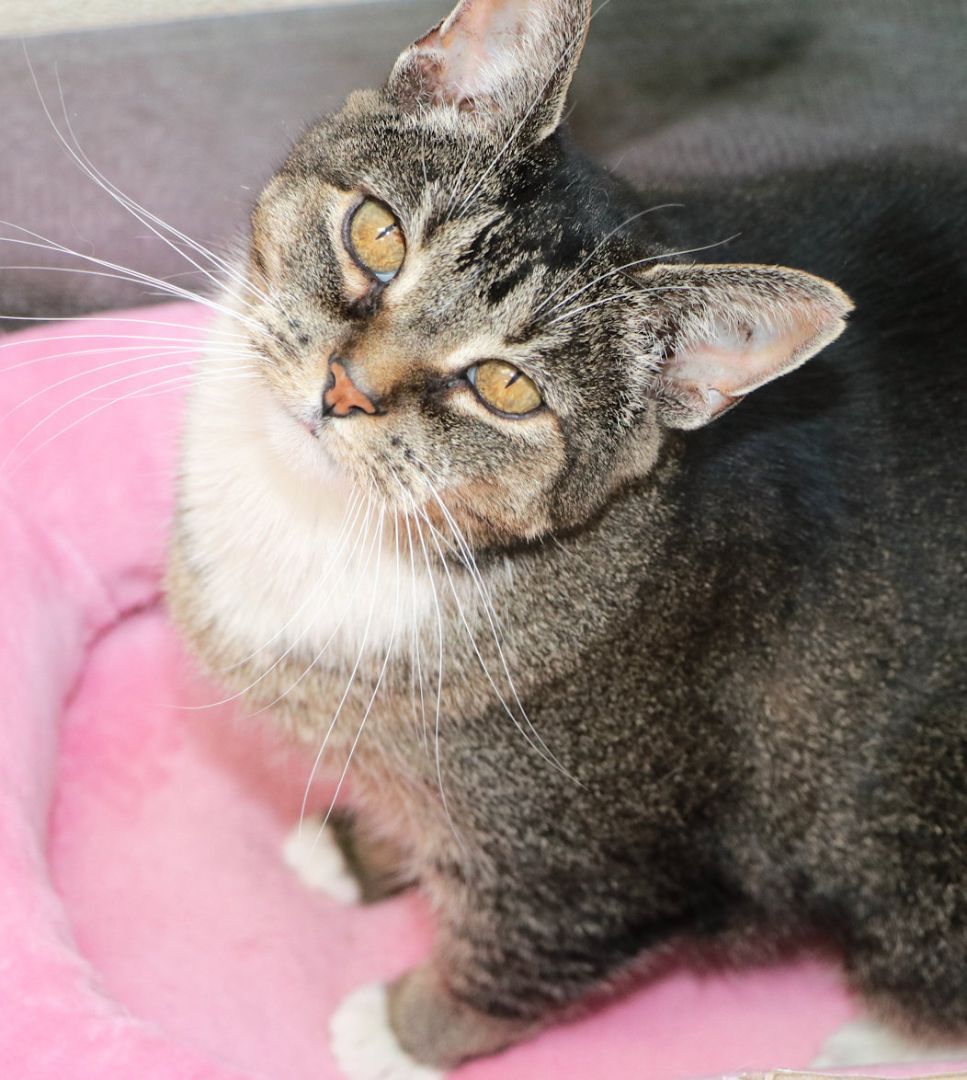 Enlarge Poppy, a Adoptable Domestic Short Hair in Cincinnati, OH image 2/6