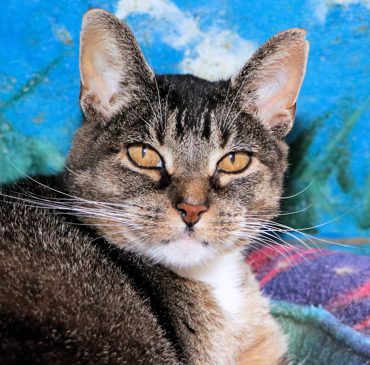 Enlarge Poppy, a Adoptable Domestic Short Hair in Cincinnati, OH image 3/6