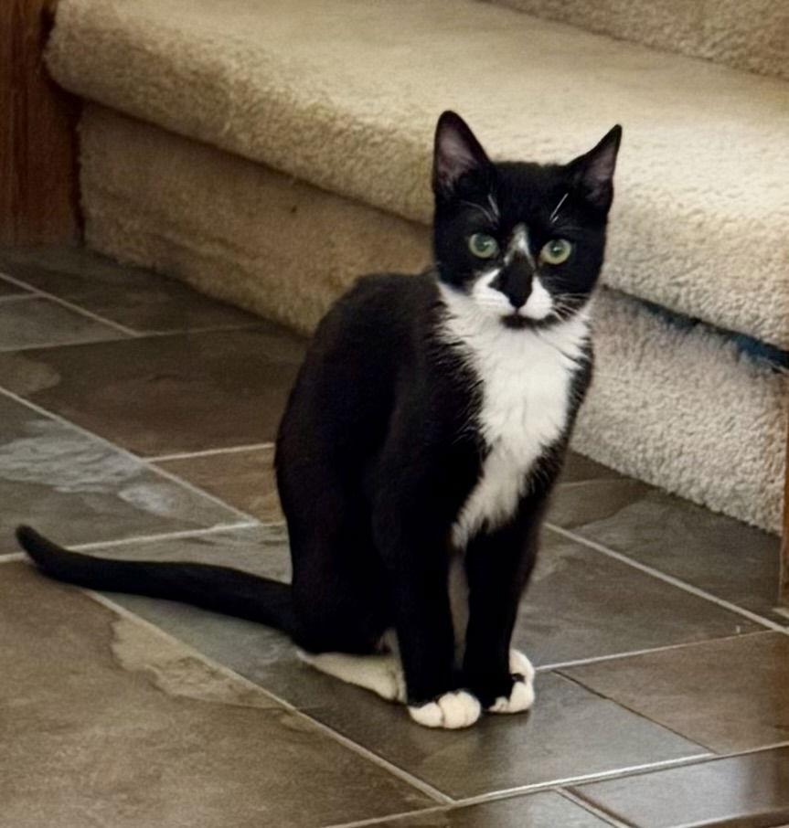 Enlarge Gaia, a Adoptable Domestic Short Hair in Arlington, TX image 3/3