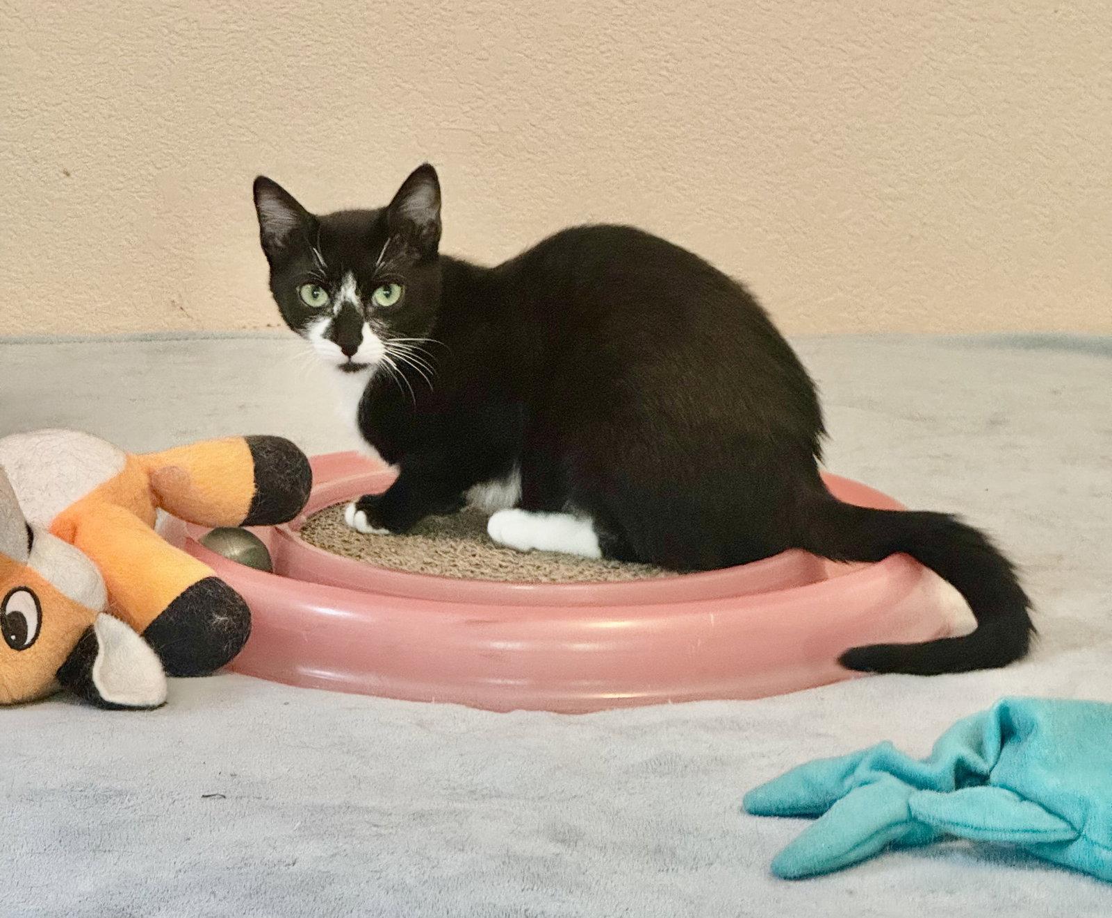 Enlarge Gaia, a Adoptable Domestic Short Hair in Arlington, TX image 2/3