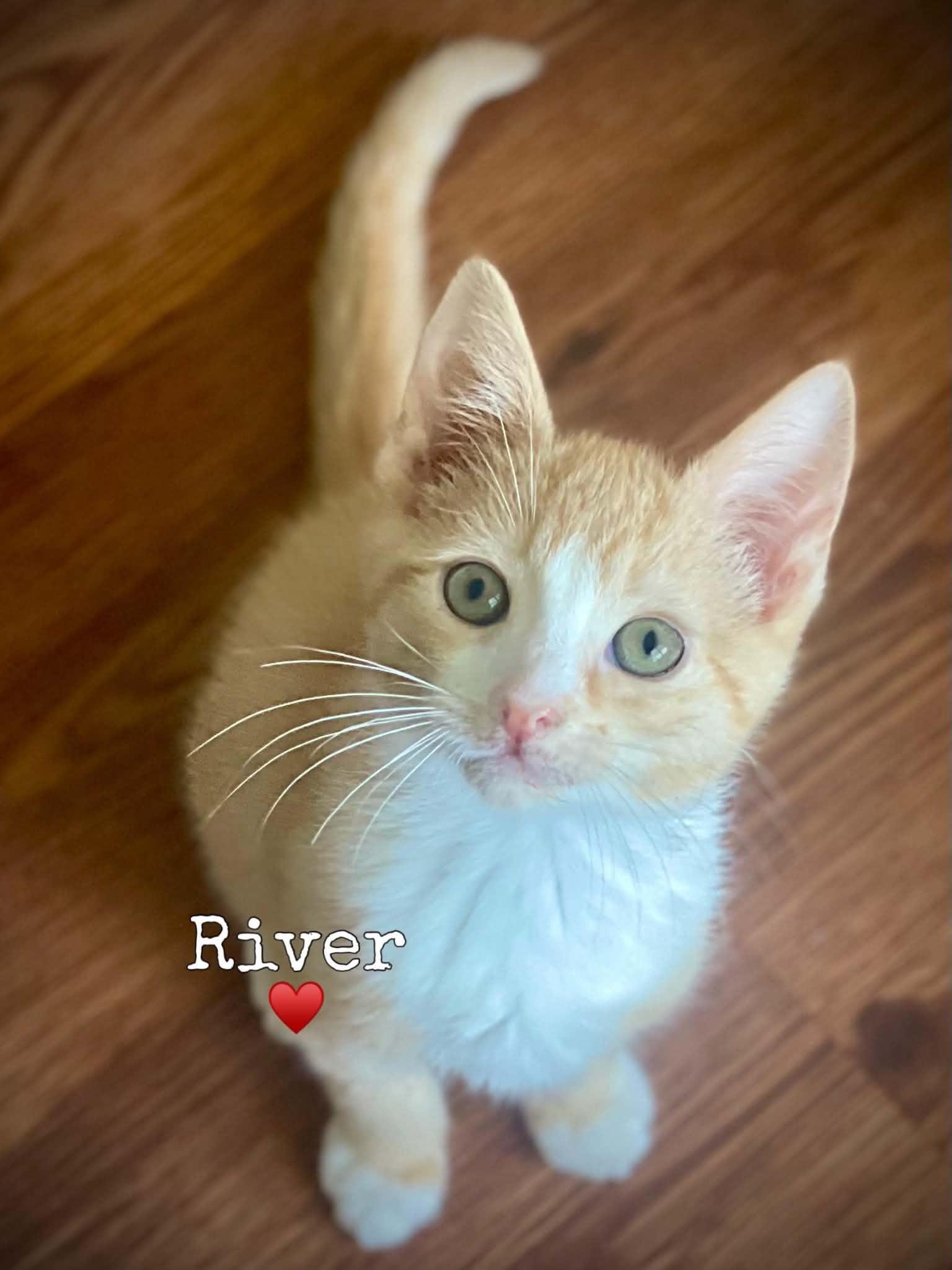 Enlarge River, an adopted Domestic Short Hair in Dansville, NY image 1/1