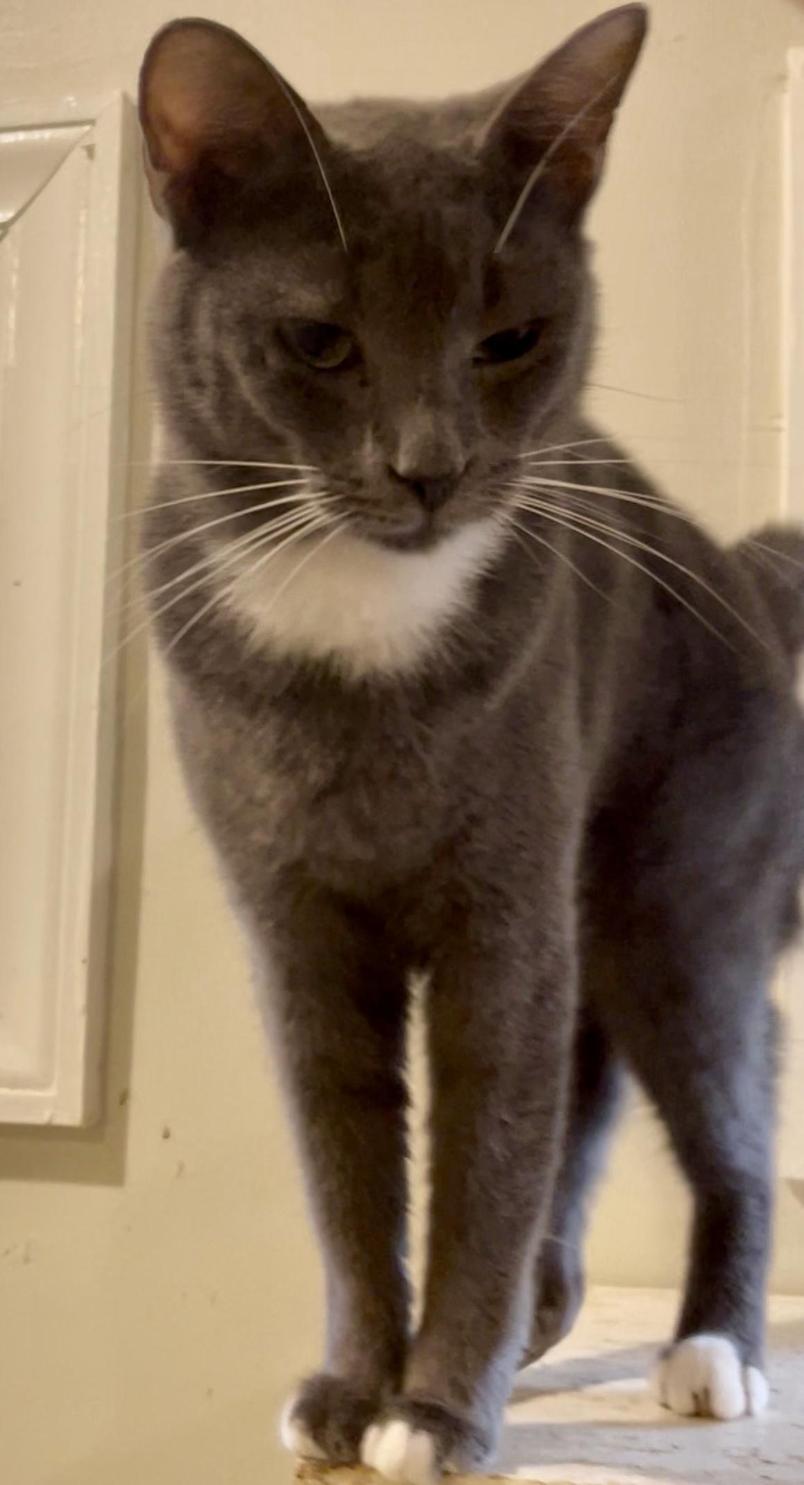 Enlarge Nova (courtesy listing-Paul Valle), an adopted mixed breed in Myrtle Beach, SC image 3/3