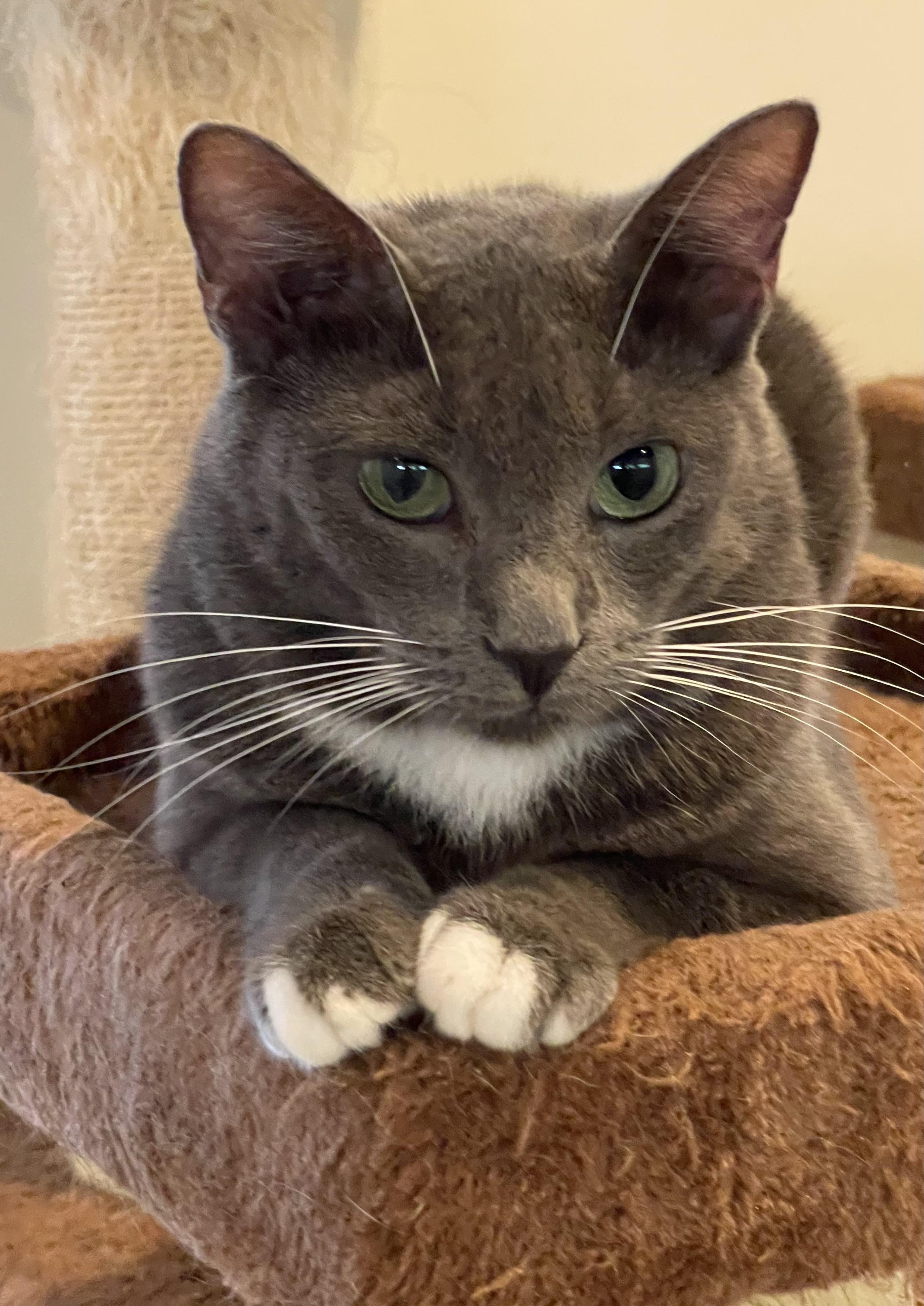 Nova (courtesy listing-Paul Valle), adopted, Young Female Russian Blue & Domestic Short Hair.