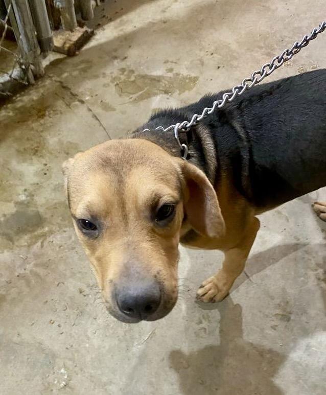 Hannah MO, Adoptable, Young Female Labrador Retriever & Black and Tan Coonhound.