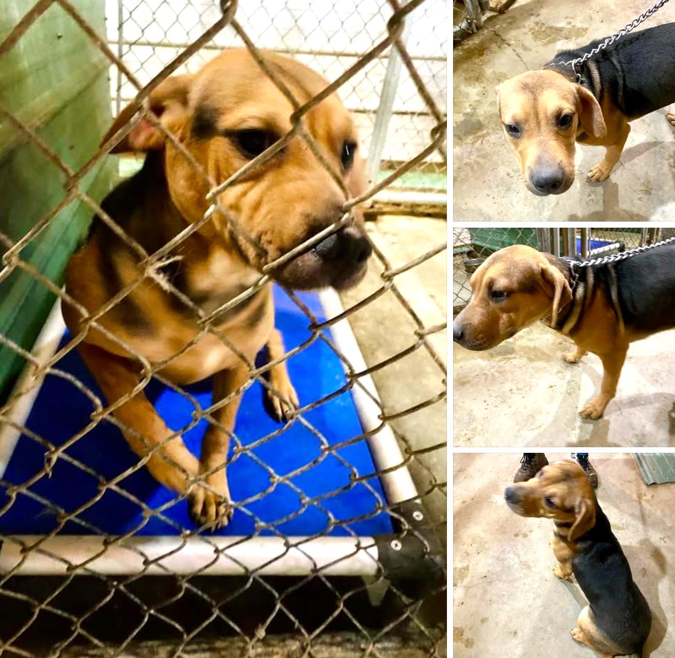 Hannah MO, a Adoptable mixed breed in Midway, UT image 2/2