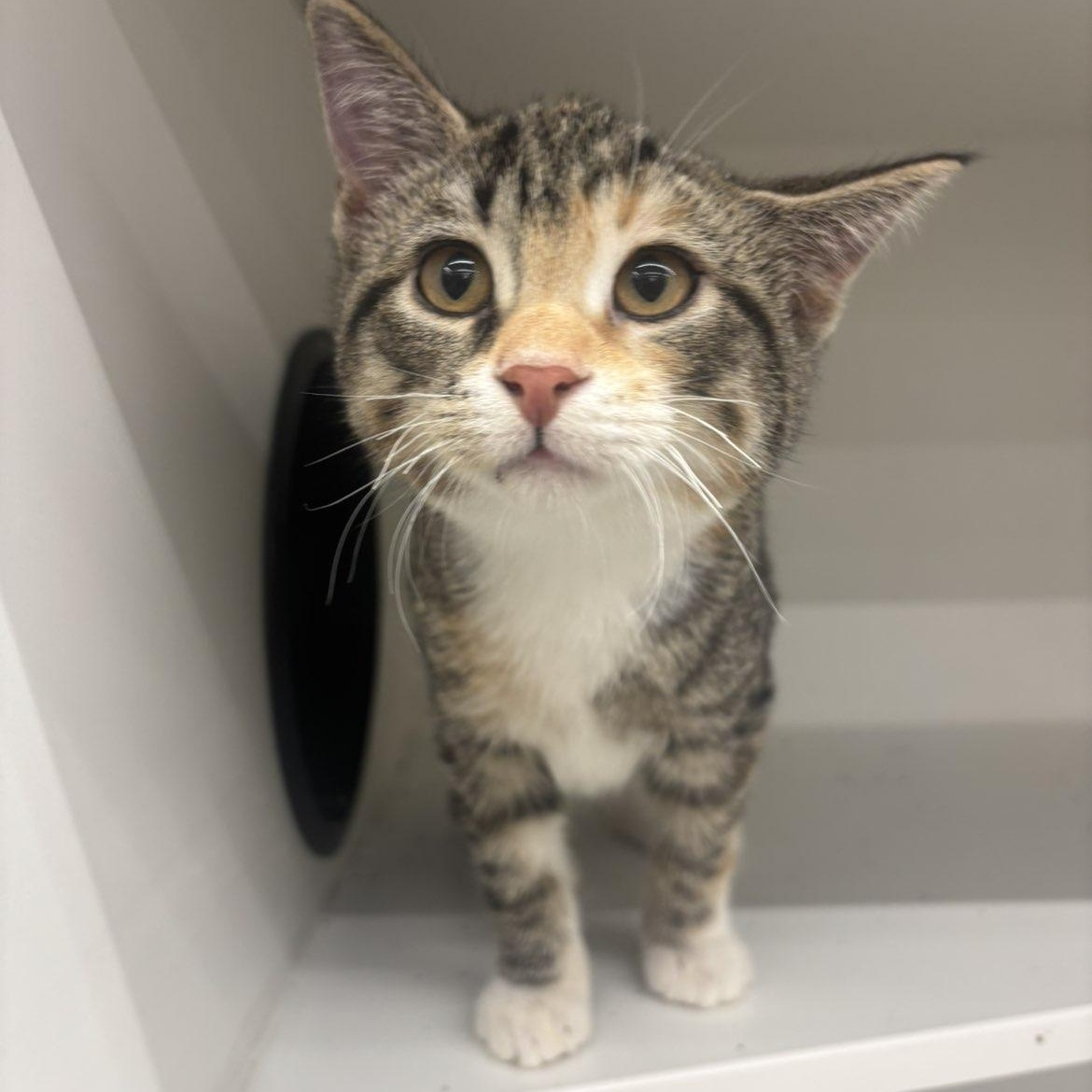 Whitaker, a ADOPTABLE Domestic Short Hair in Pardeeville, WI image 4/4
