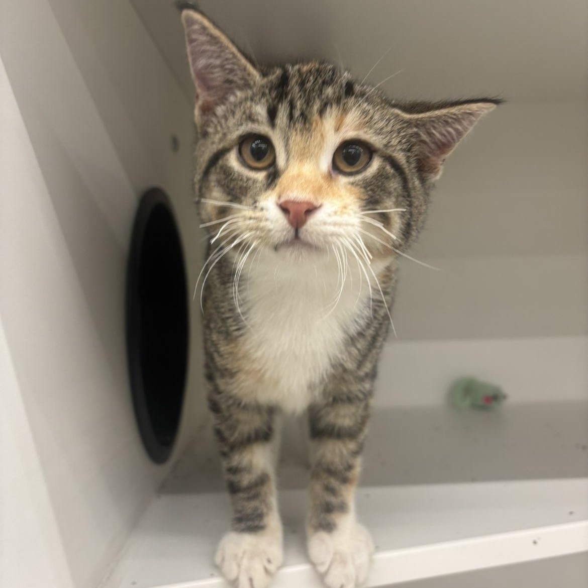 Whitaker, a ADOPTABLE Domestic Short Hair in Pardeeville, WI image 1/4