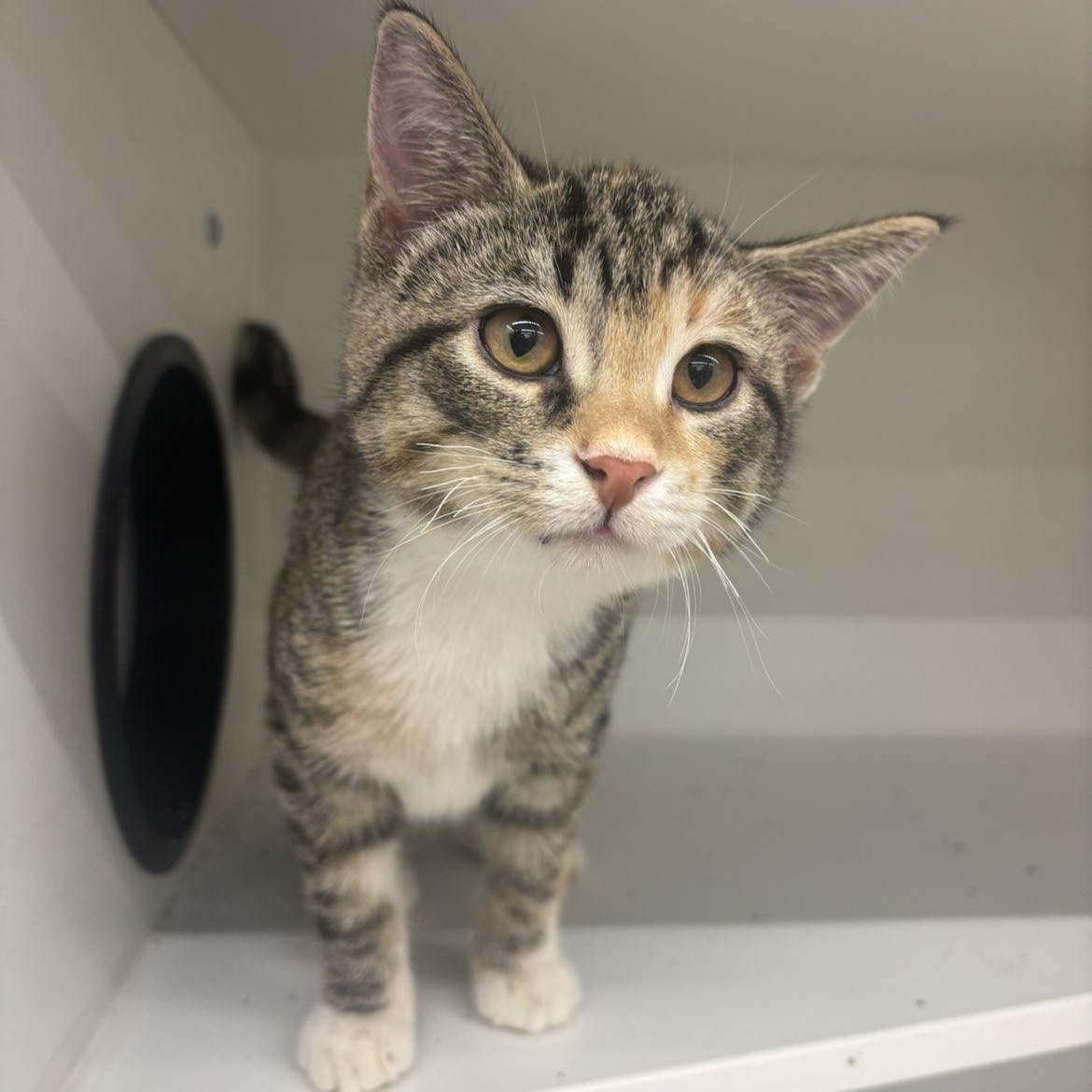 Whitaker, a ADOPTABLE Domestic Short Hair in Pardeeville, WI image 2/4