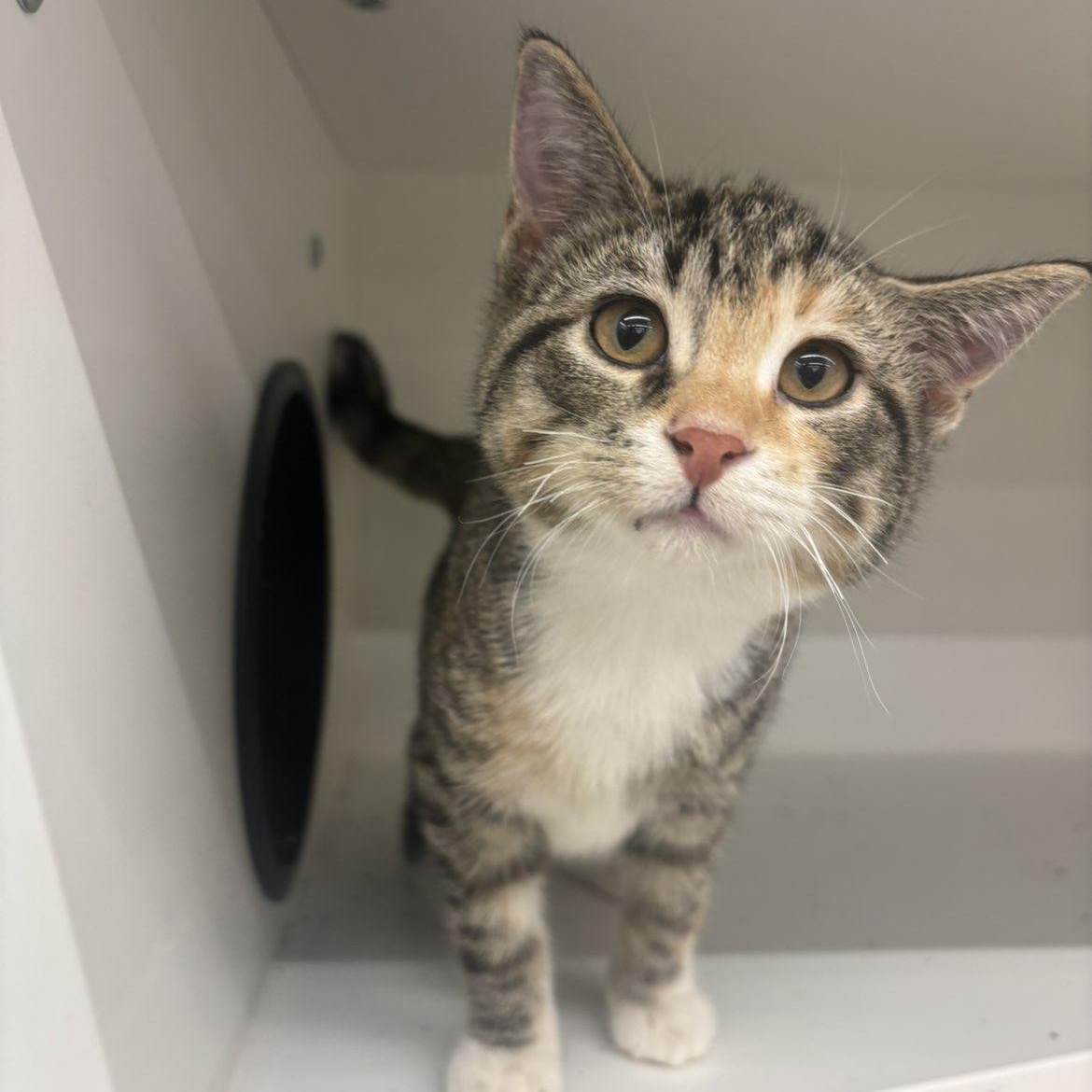 Whitaker, a ADOPTABLE Domestic Short Hair in Pardeeville, WI image 3/4