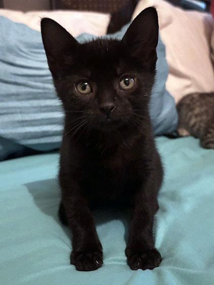 C-3PO at PetSmart in Athens, GA, Adoptable, Kitten Male Domestic Short Hair.