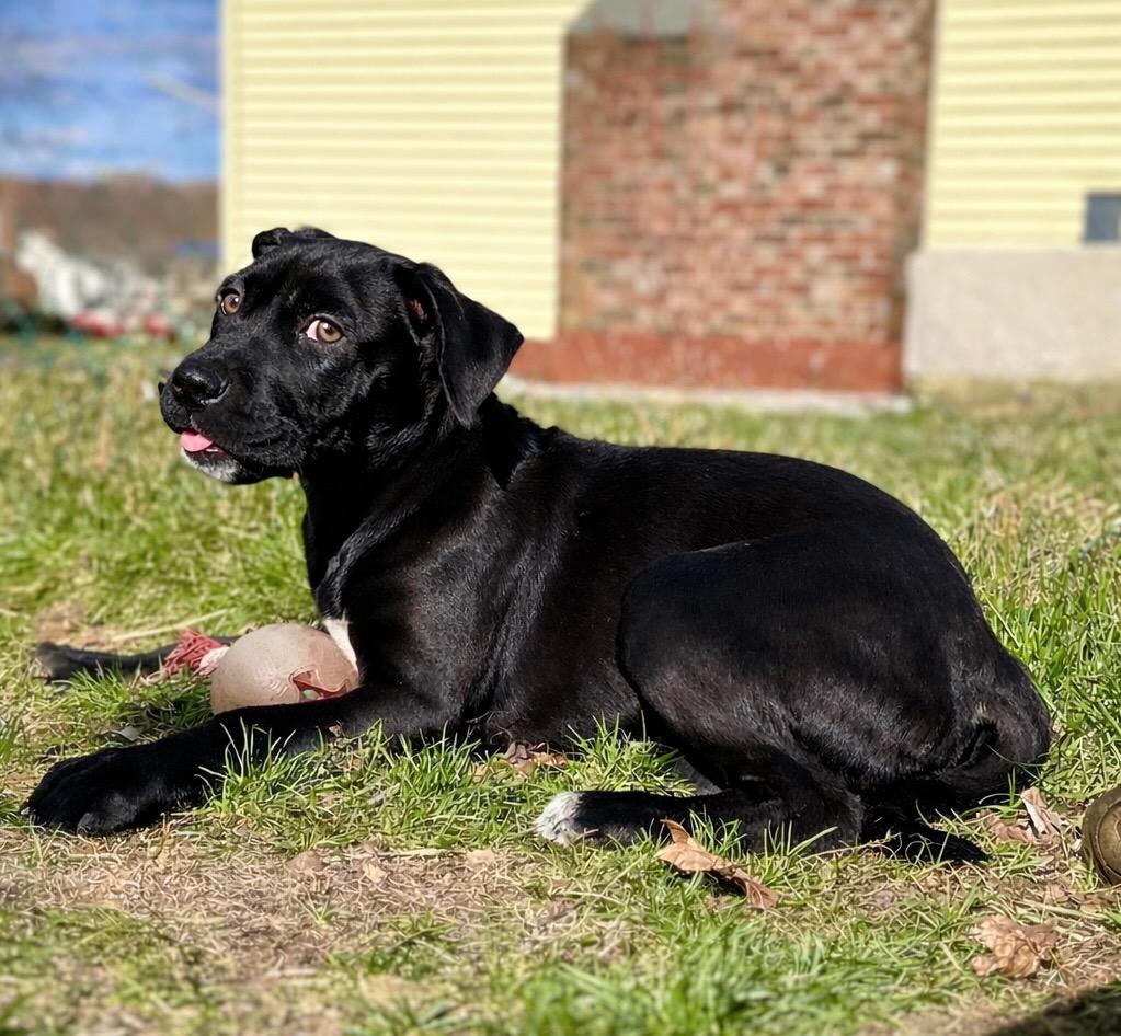 Toots - Local, Adoptable, Puppy Male Black Labrador Retriever.