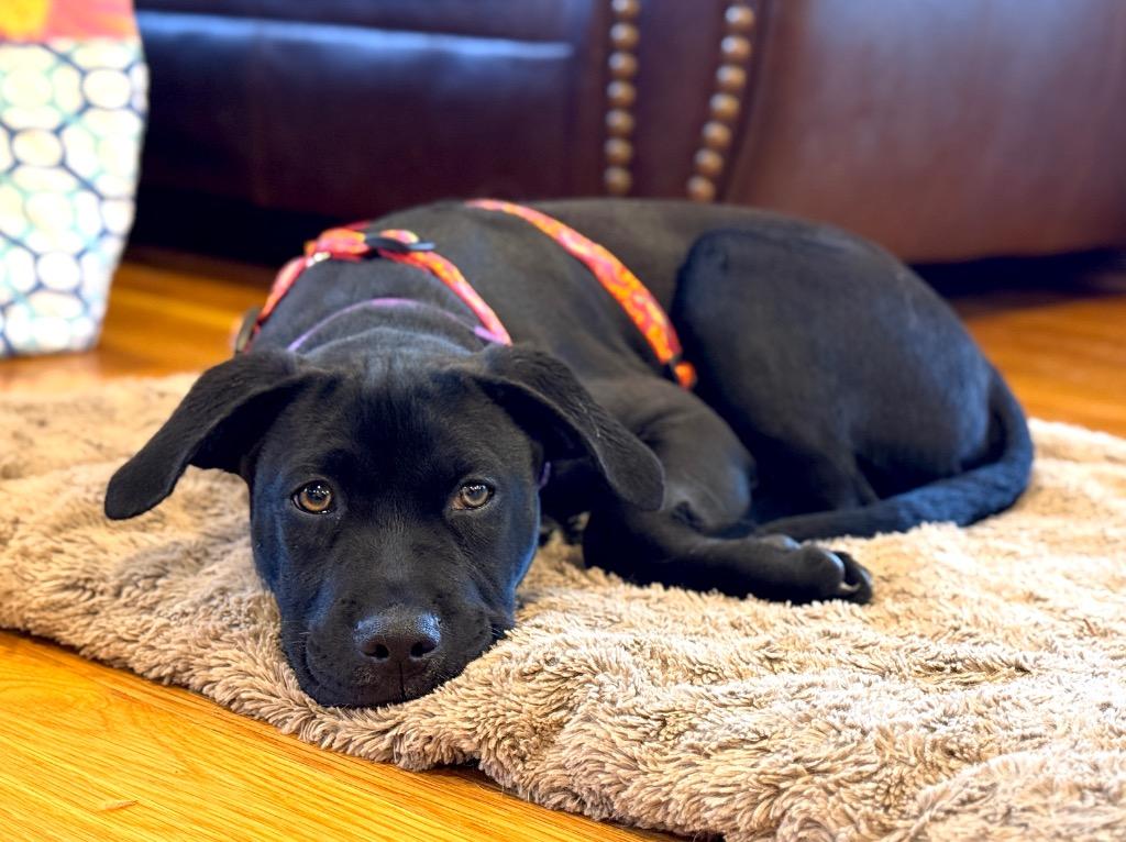 Enlarge Toots - Local, a Adoptable mixed breed in Princeton, MA image 2/6