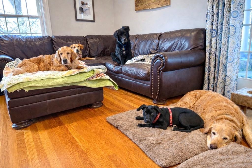 Enlarge Toots - Local, a Adoptable mixed breed in Princeton, MA image 3/6