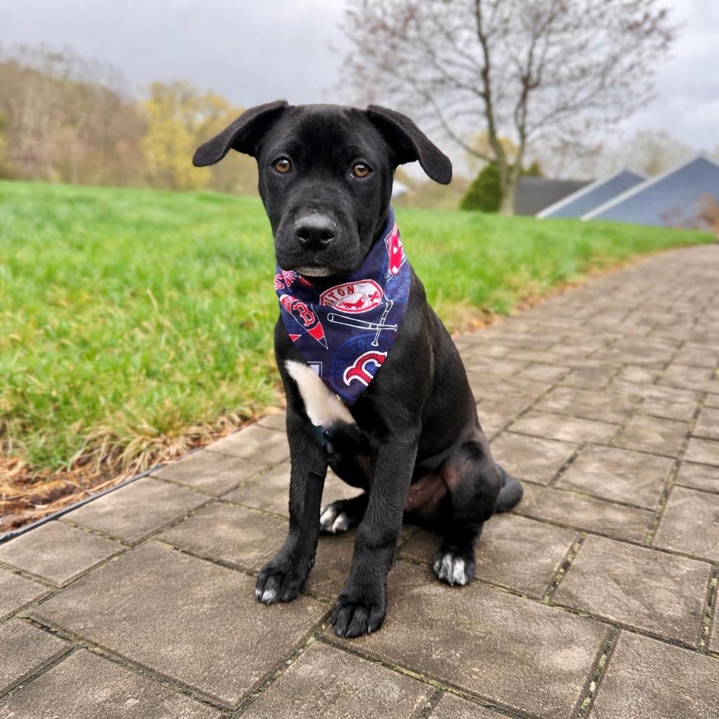 Enlarge Toots - Local, a Adoptable mixed breed in Princeton, MA image 4/6