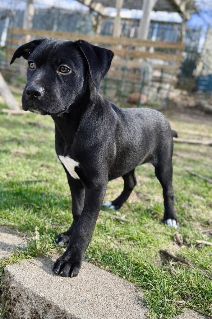 Enlarge Toots - Local, a Adoptable mixed breed in Princeton, MA image 5/6