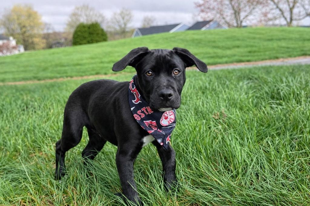 Enlarge Toots - Local, a Adoptable mixed breed in Princeton, MA image 6/6