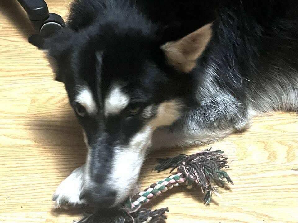 Sloane, an adoptable Siberian Husky in Langley, BC, V3A 4C4 | Photo Image 4