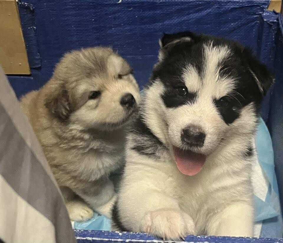 Sloane, an adoptable Siberian Husky in Langley, BC, V3A 4C4 | Photo Image 6