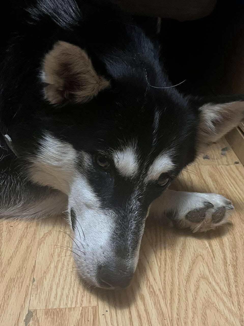 Sloane, an adoptable Siberian Husky in Langley, BC, V3A 4C4 | Photo Image 1