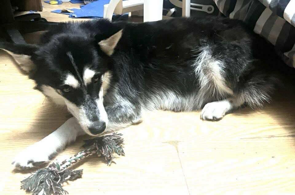 Sloane, an adoptable Siberian Husky in Langley, BC, V3A 4C4 | Photo Image 3