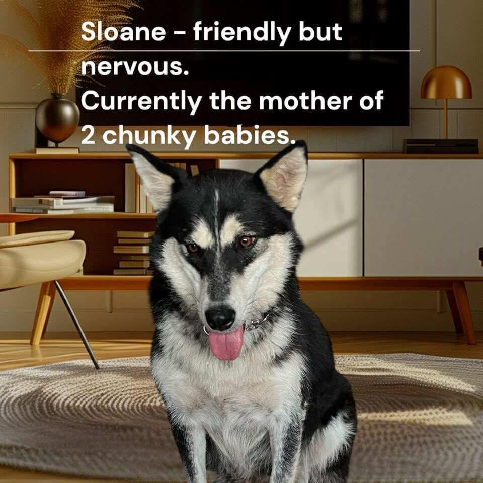 Sloane, an adoptable Siberian Husky in Langley, BC, V3A 4C4 | Photo Image 5