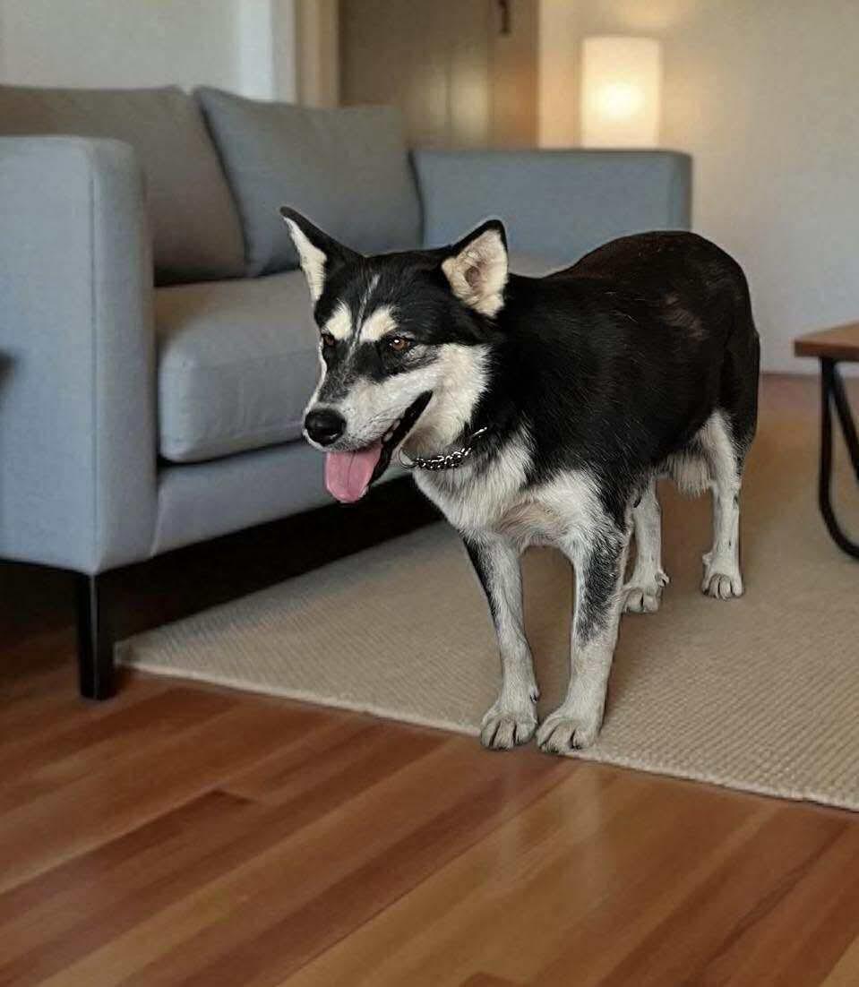 Sloane, an adoptable Siberian Husky in Langley, BC, V3A 4C4 | Photo Image 2