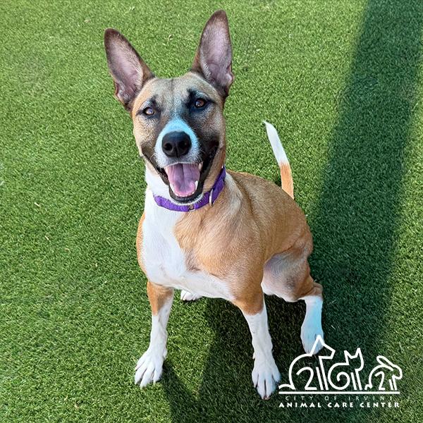 Enlarge DAISY MAY, a Adoptable mixed breed in Irvine, CA image 1/1
