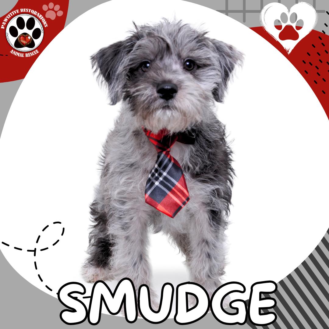 SMUDGE!, a Adopted mixed breed in Aurora, CO image 1/4