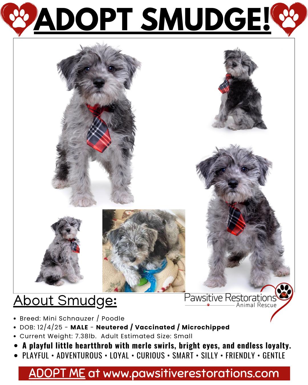 SMUDGE!, a Adopted mixed breed in Aurora, CO image 2/4