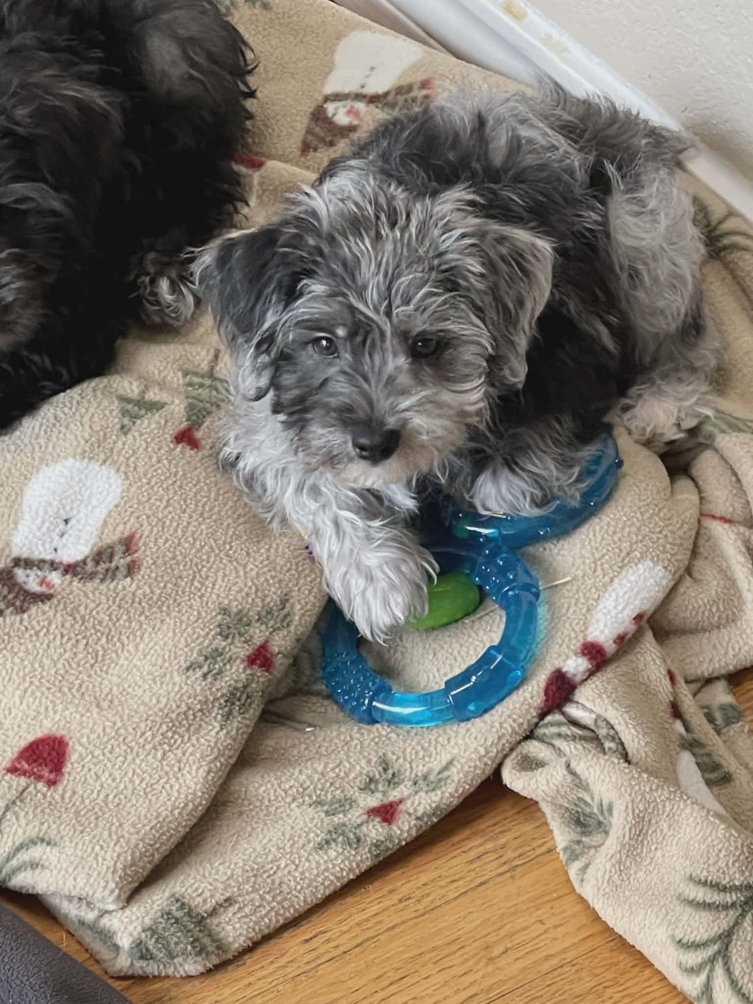 SMUDGE!, a Adopted mixed breed in Aurora, CO image 3/4