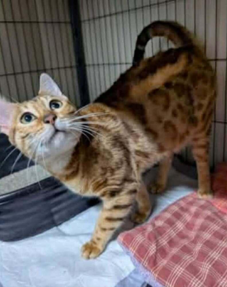 Tisiphone, a Adoptable Bengal in New Baltimore, MI image 1/2