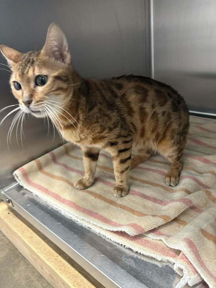 Tisiphone, a Adoptable Bengal in New Baltimore, MI image 2/2