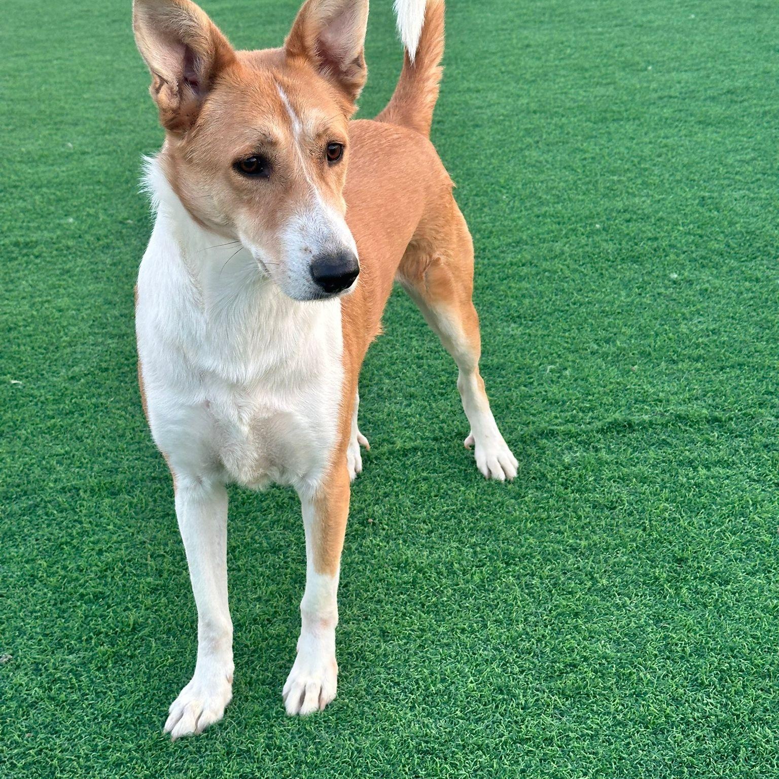 Enlarge Lenny, a Adoptable mixed breed in Scarborough, ON image 2/6