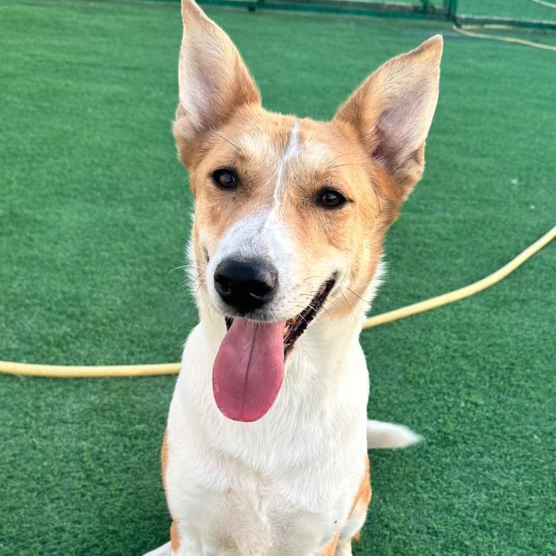 Lenny, Adoptable, Adult Male Yellow Labrador Retriever.