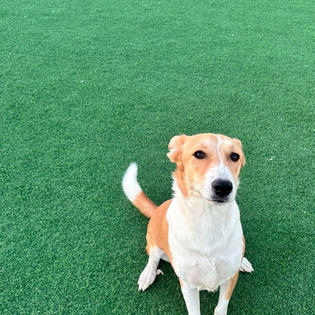 Enlarge Lenny, a Adoptable mixed breed in Scarborough, ON image 4/6