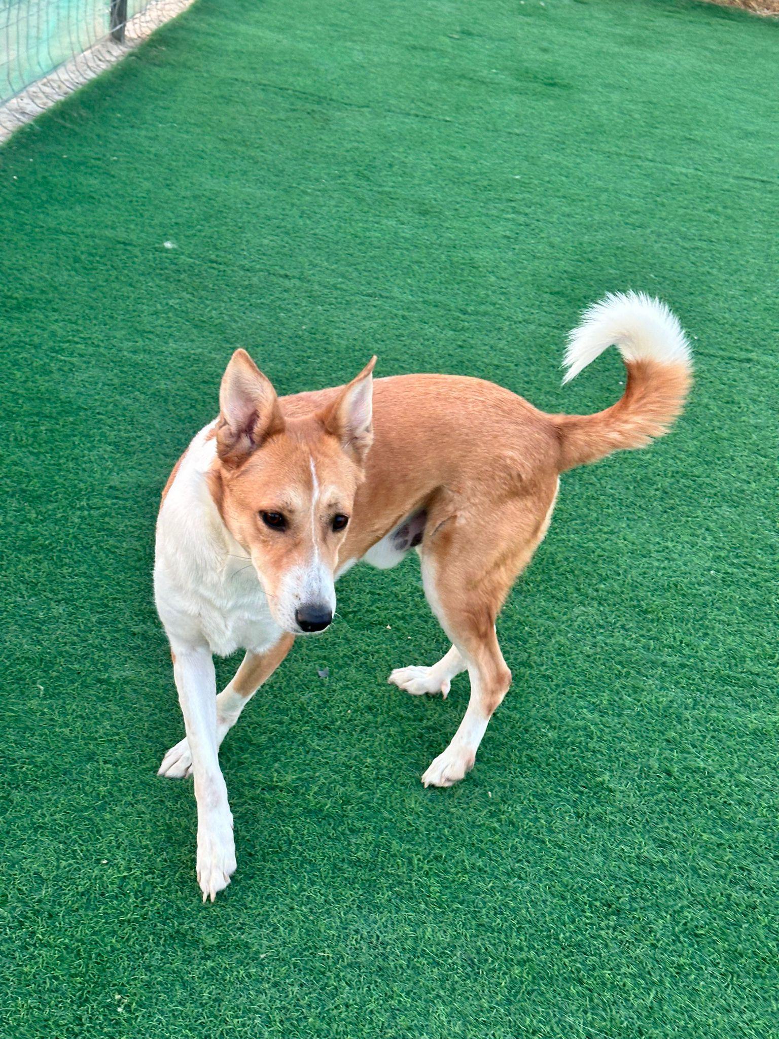 Enlarge Lenny, a Adoptable mixed breed in Scarborough, ON image 5/6