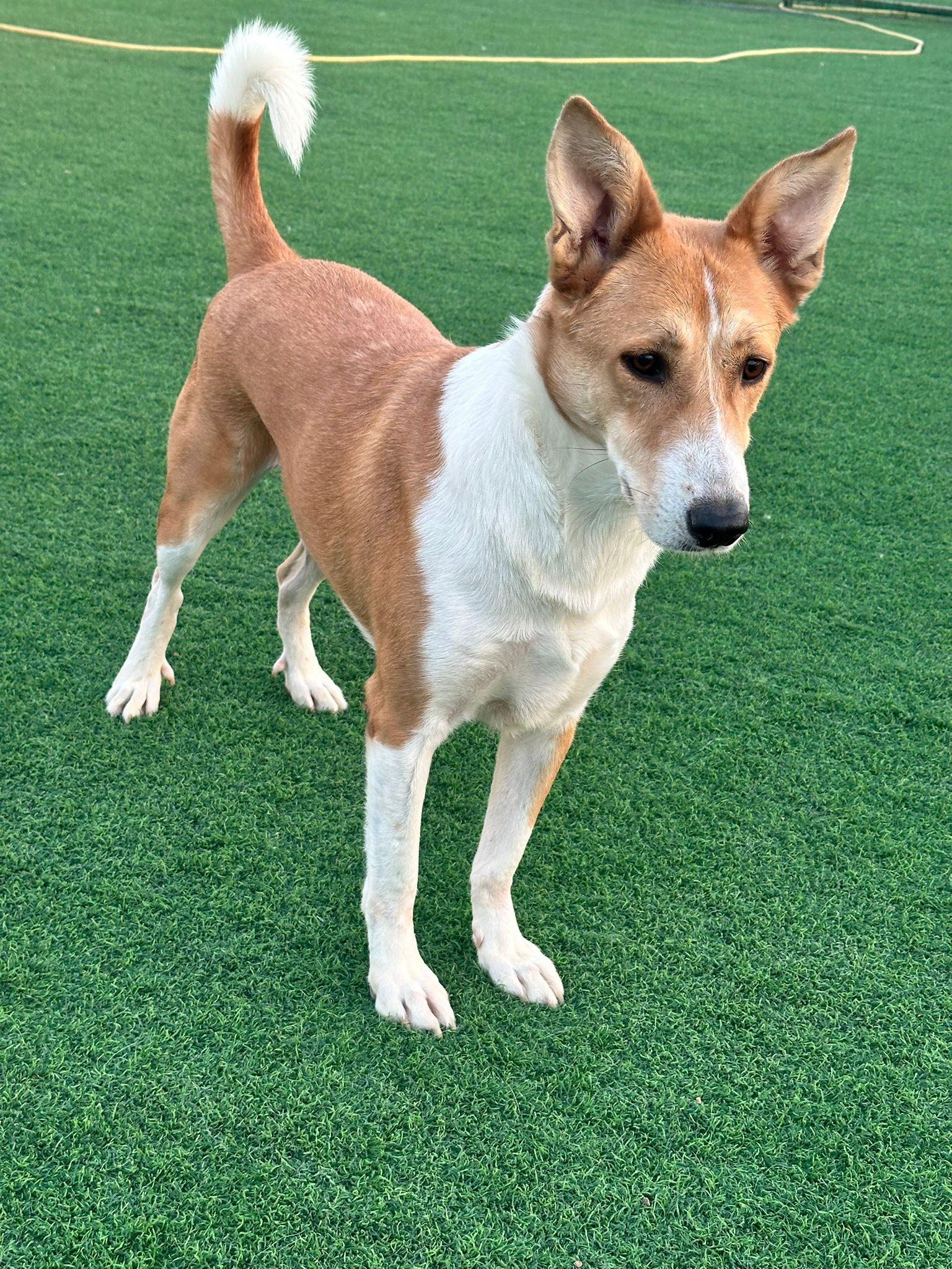 Enlarge Lenny, a Adoptable mixed breed in Scarborough, ON image 3/6