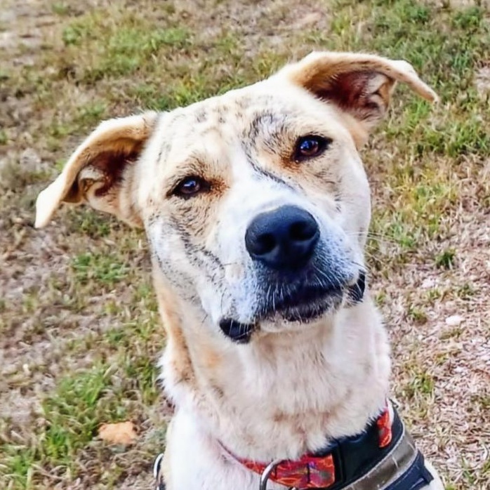 Tiger, Adoptable, Adult Male Plott Hound & American Staffordshire Terrier.