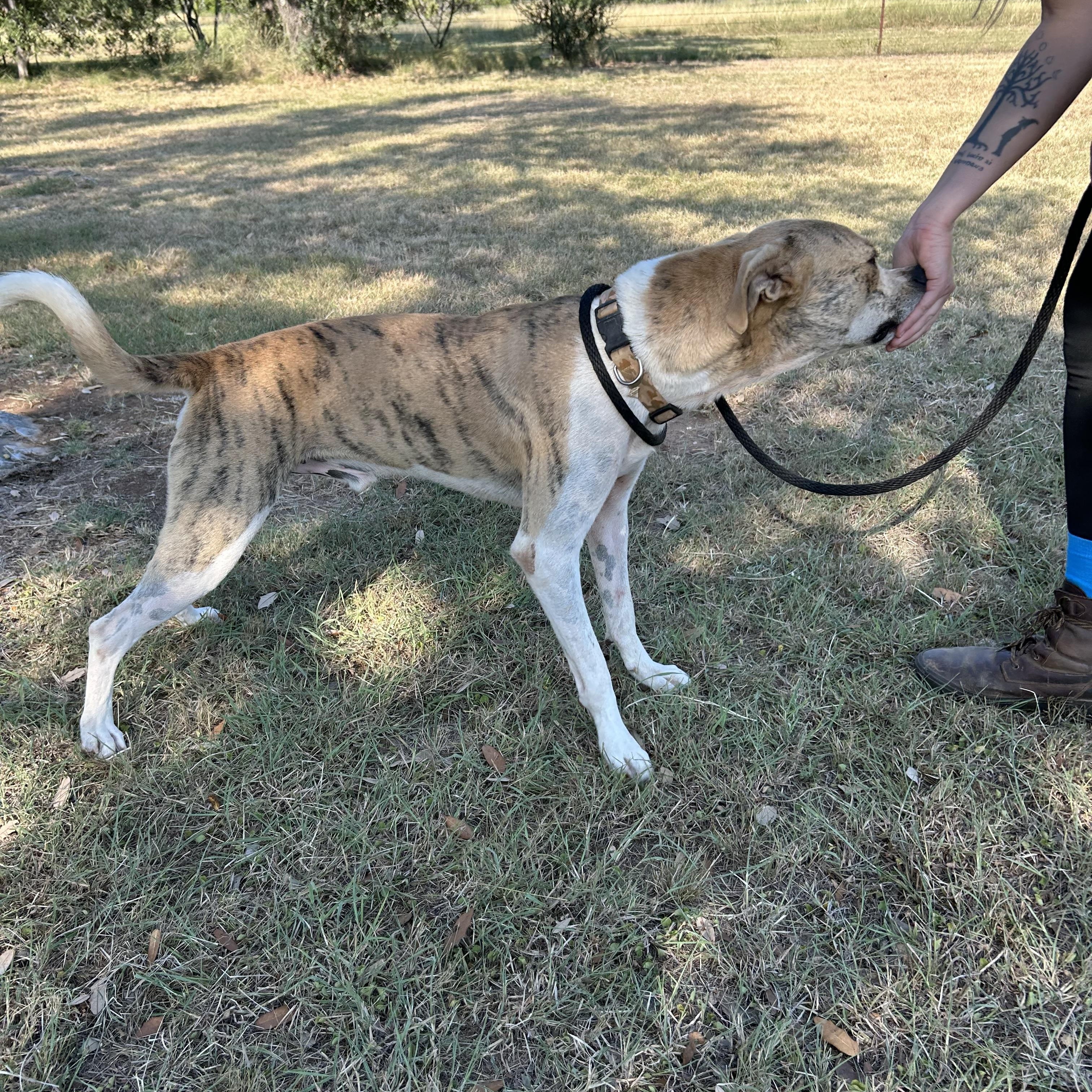 Tiger, a Adoptable mixed breed in Marble Falls, TX image 2/3