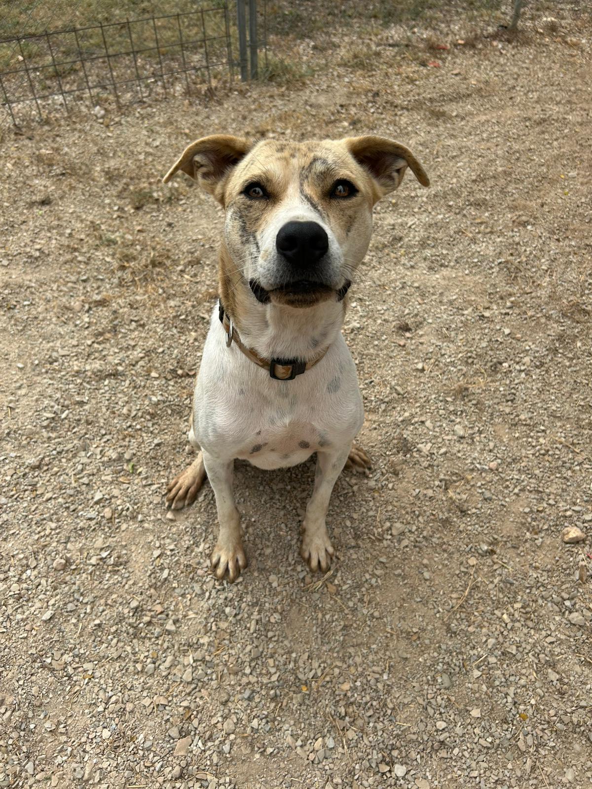 Tiger, Adoptable, Adult Male American Staffordshire Terrier.