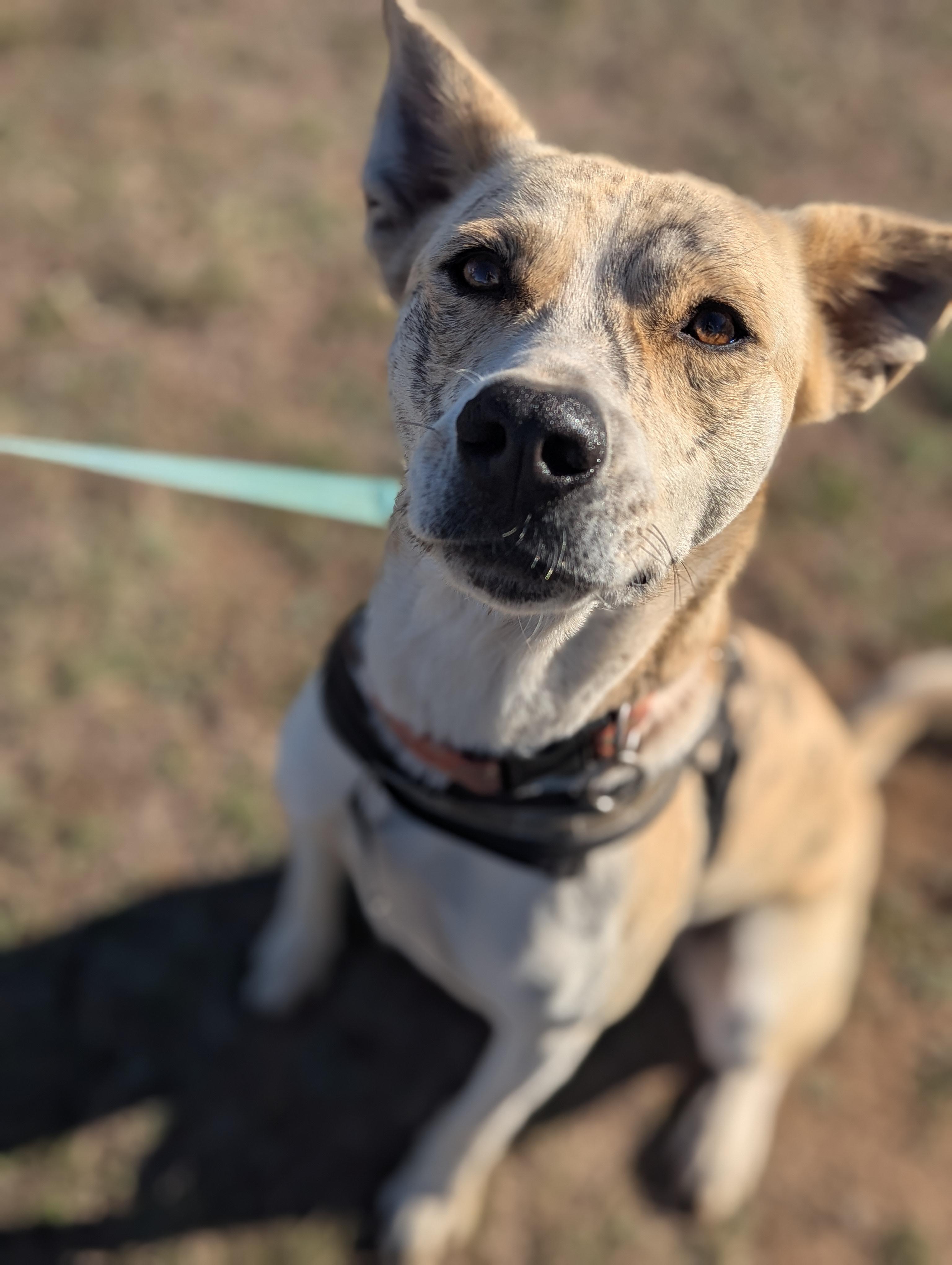 Enlarge Tiger, a Adoptable mixed breed in Marble Falls, TX image 2/2