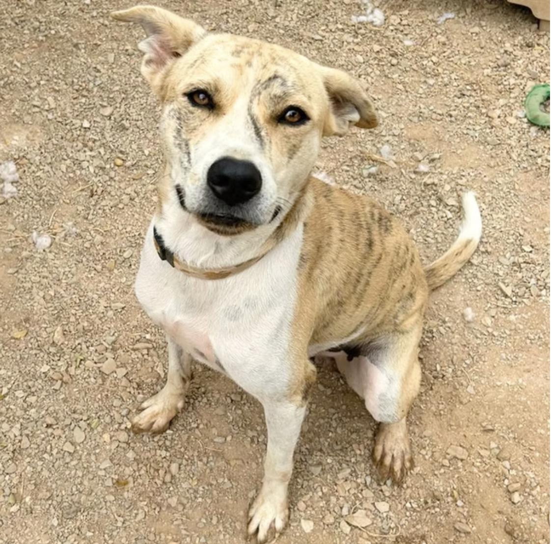 Enlarge Tiger, a Adoptable mixed breed in Marble Falls, TX image 2/2