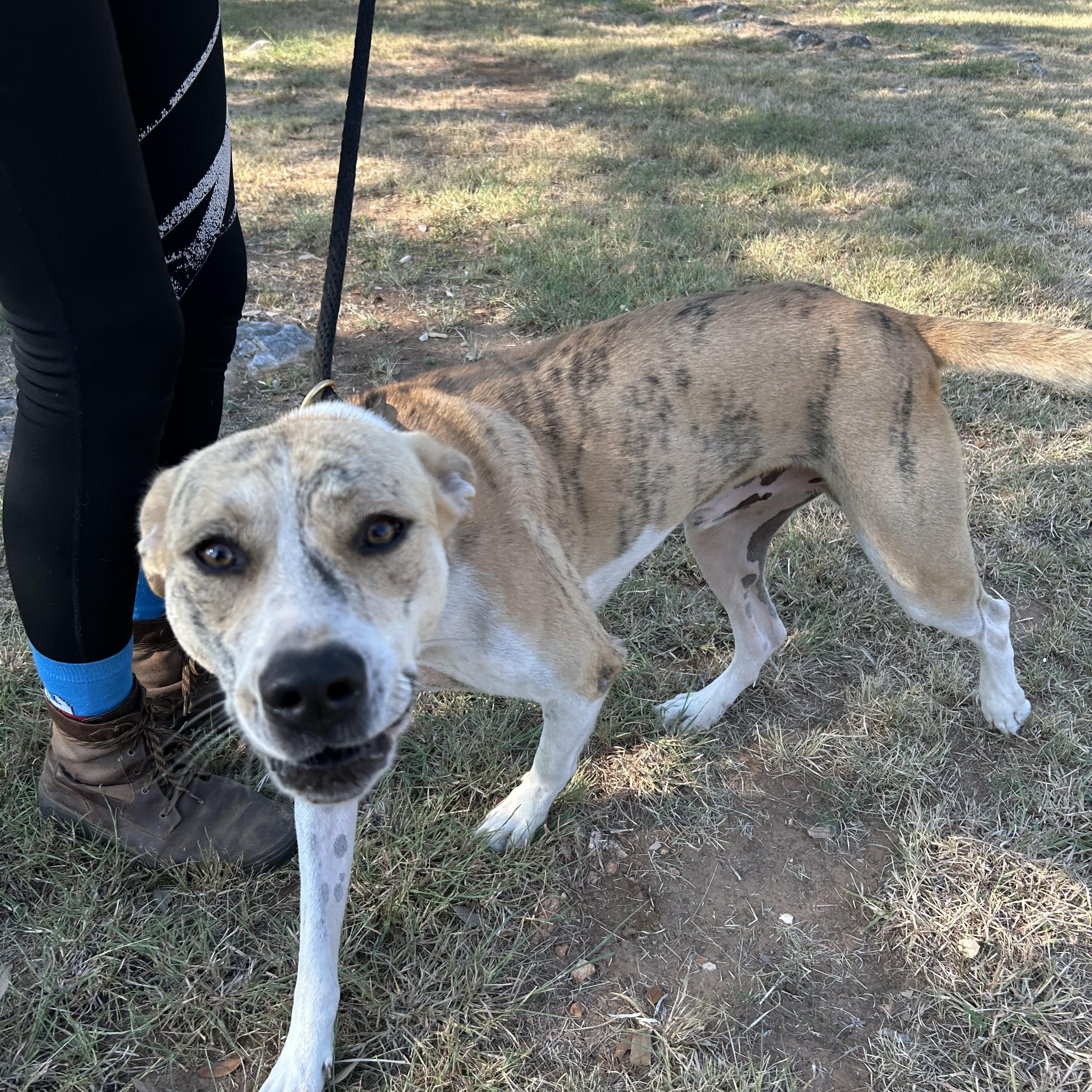 Tiger, a Adoptable mixed breed in Marble Falls, TX image 3/3