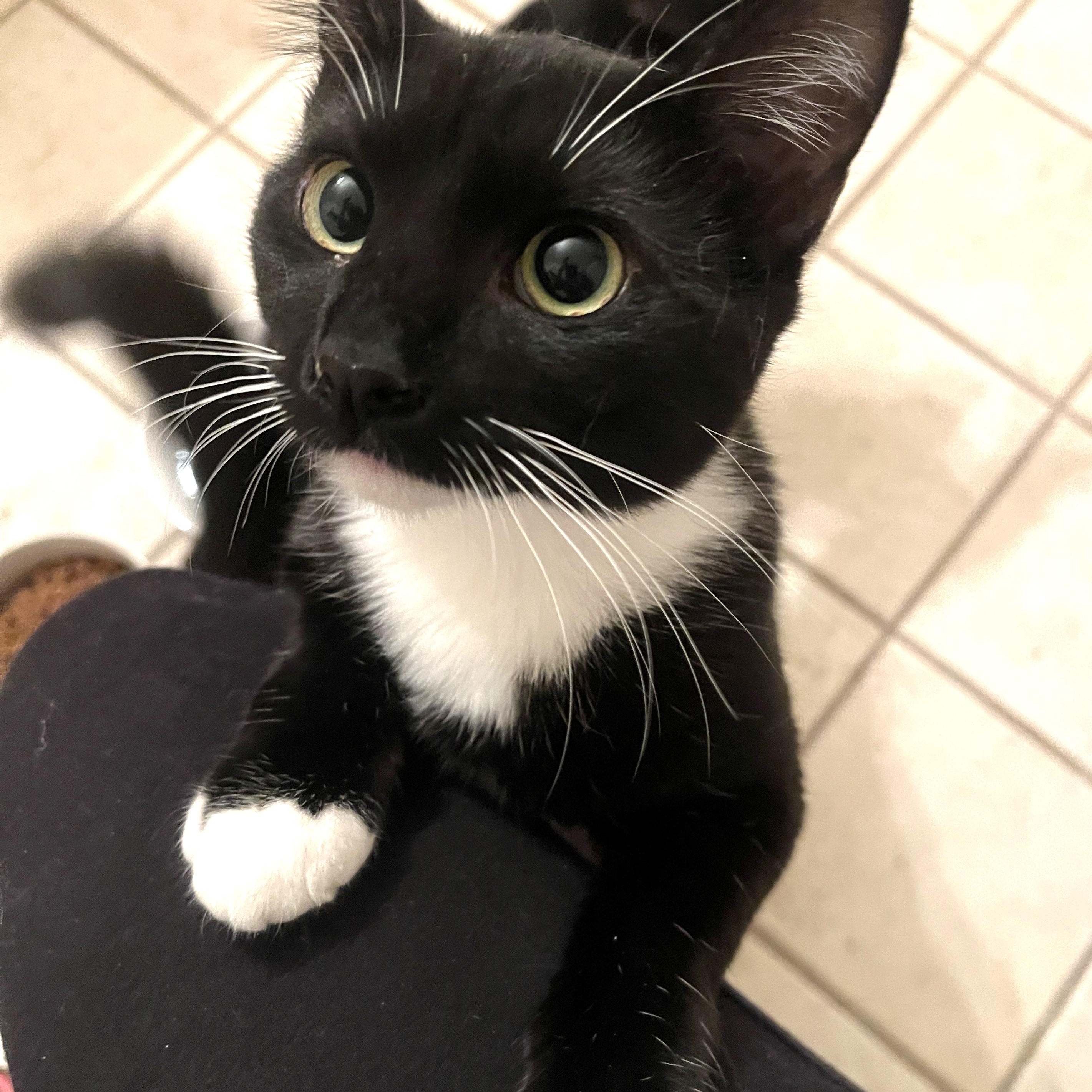 Piper, an adoptable Domestic Short Hair in Shingletown, CA, 96088 | Photo Image 5