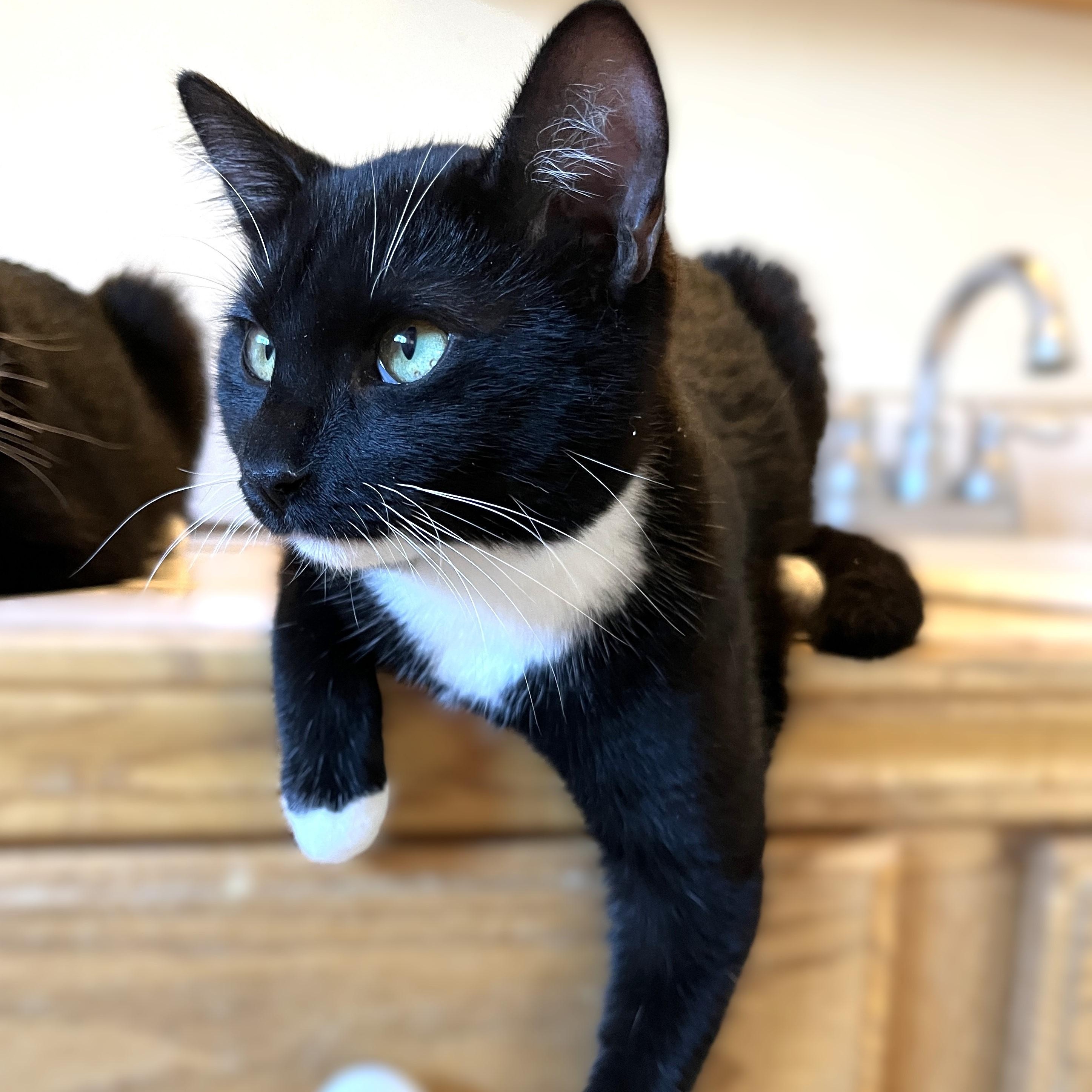 Piper, a Adoptable Domestic Short Hair in Shingletown, CA image 3/6