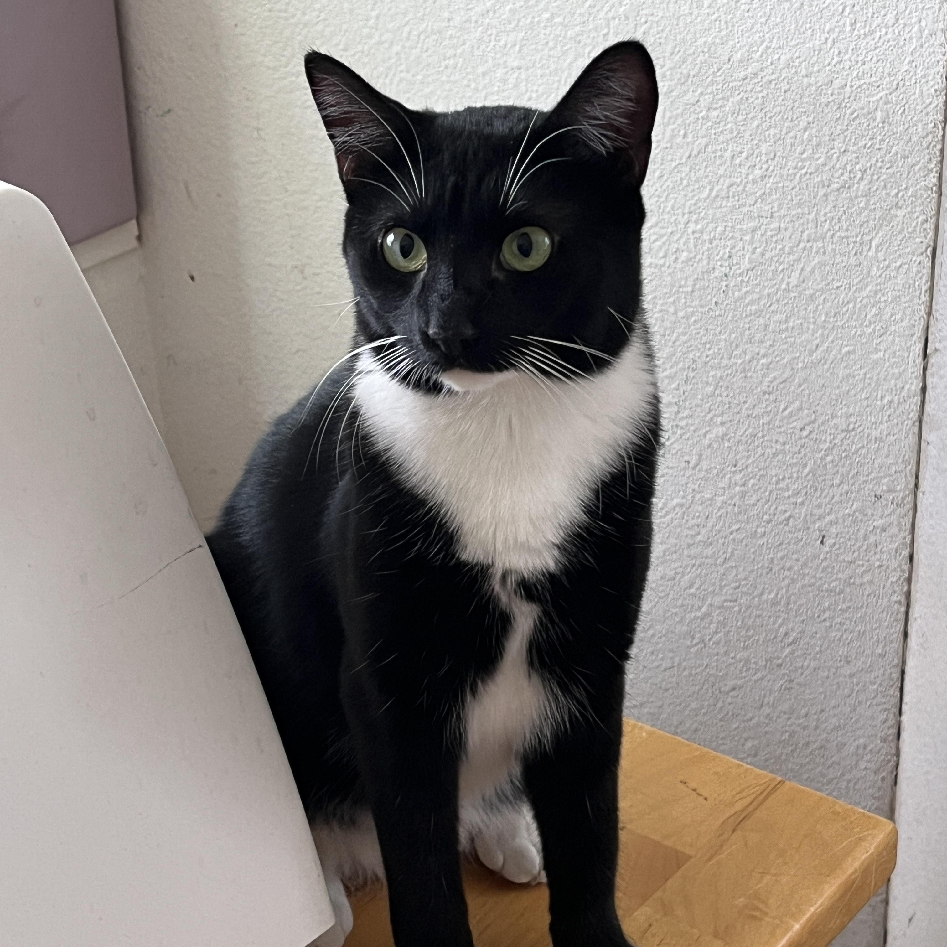 Piper, Adoptable, Young Female Domestic Short Hair.